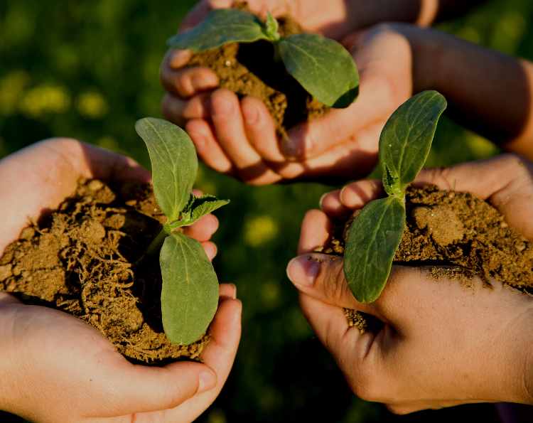 Plants growing in soil